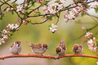 © nataba - stock.adobe.com Foto: Vögel sitzen auf einem Ast im Hintergrund sind Blüten